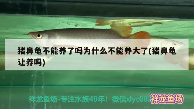 豬鼻龜不能養(yǎng)了嗎為什么不能養(yǎng)大了(豬鼻龜讓養(yǎng)嗎)