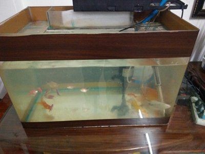 80厘米的魚缸養(yǎng)一條招財(cái)魚：80厘米的魚缸適合養(yǎng)什么樣的魚 80厘米的魚缸養(yǎng)一條招財(cái)魚：80厘米的魚缸適合養(yǎng)什么樣的魚 魚缸百科 第2張