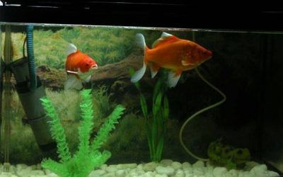 80厘米的魚缸養(yǎng)一條招財(cái)魚：80厘米的魚缸適合養(yǎng)什么樣的魚 80厘米的魚缸養(yǎng)一條招財(cái)魚：80厘米的魚缸適合養(yǎng)什么樣的魚 魚缸百科 第3張