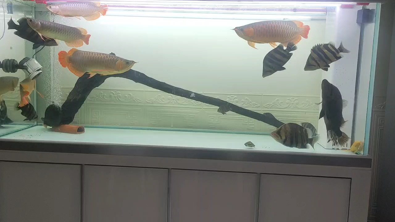 加沉木黃水啦