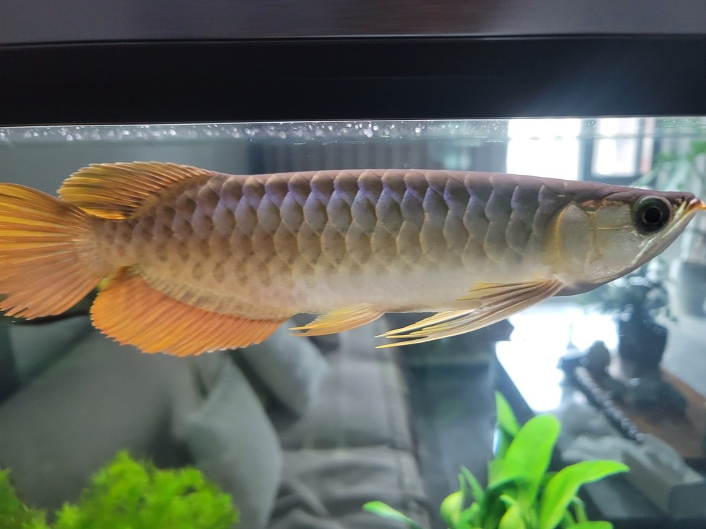 都過來看看，老頭魚