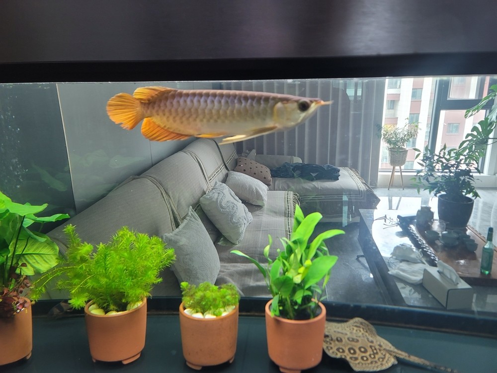 都過來看看，老頭魚