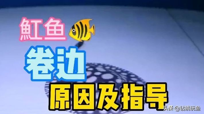 魟魚弓背卷邊怎么辦：魟魚出現弓背卷邊怎么辦