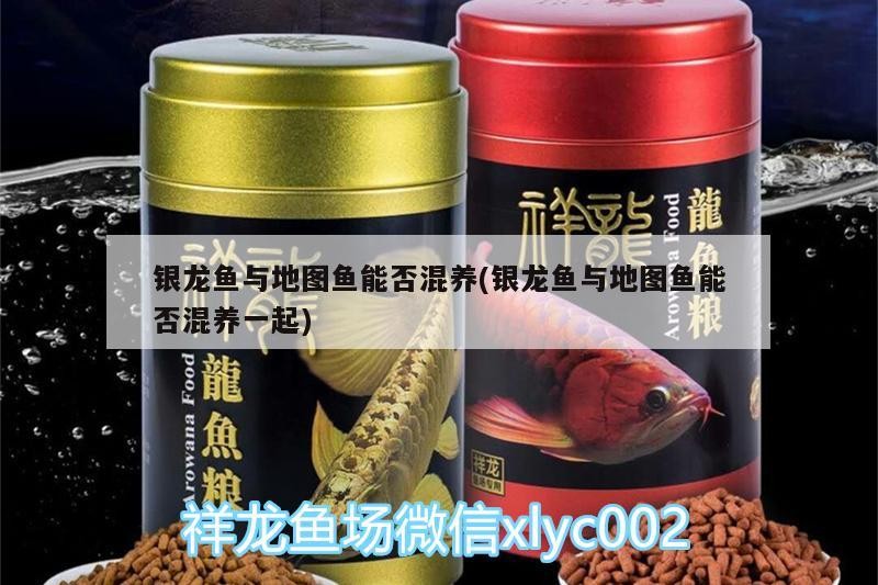 銀龍魚與地圖魚能否混養(yǎng)(銀龍魚與地圖魚能否混養(yǎng)一起)