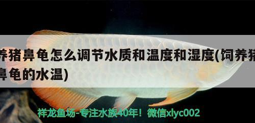 養豬鼻龜怎么調節水質和溫度和濕度(飼養豬鼻龜的水溫)