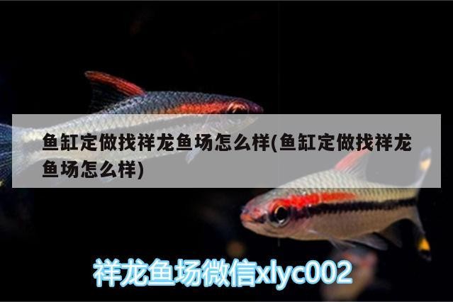 魚缸定做找祥龍魚場怎么樣(魚缸定做找祥龍魚場怎么樣)