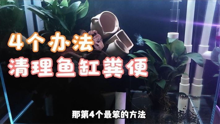 魚缸內很多懸浮顆粒物