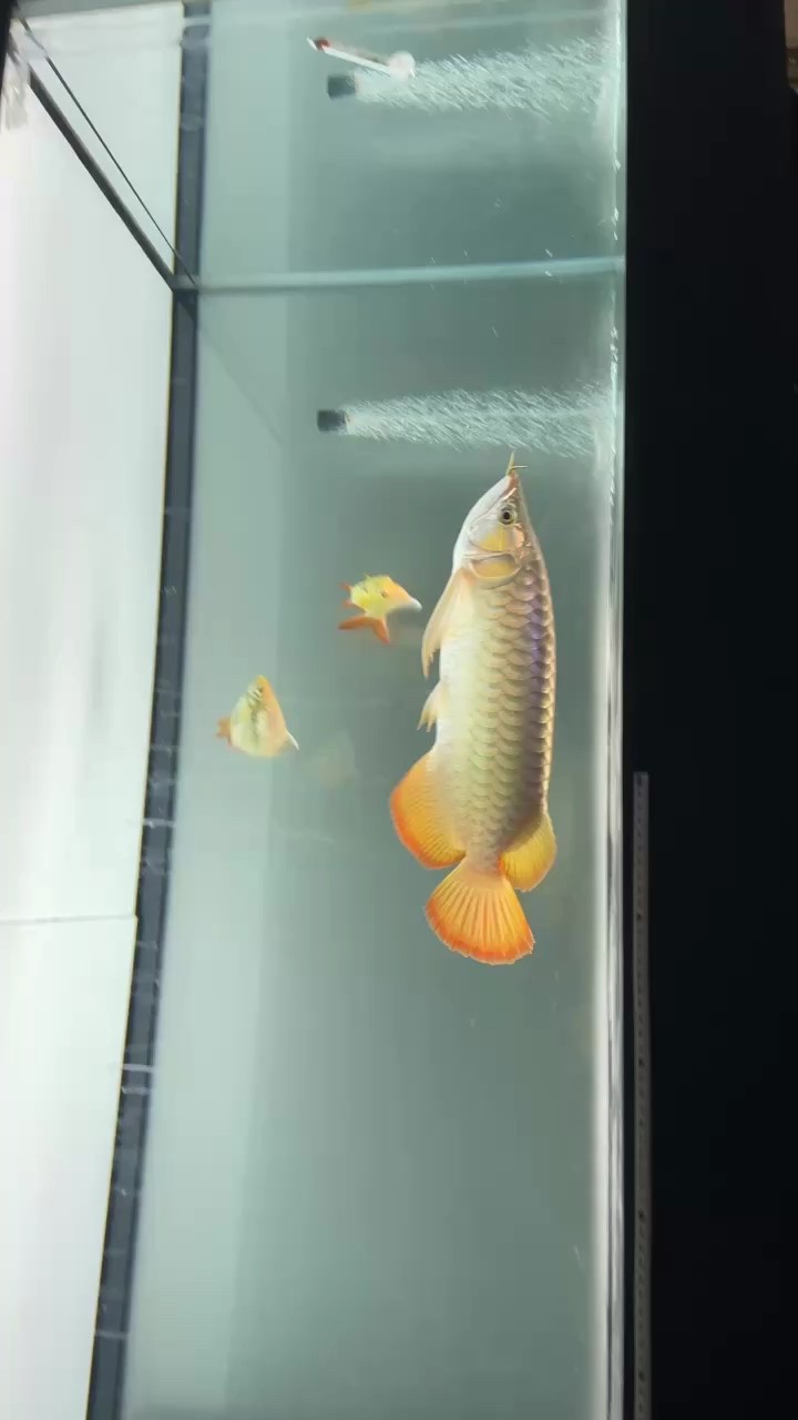 求你了，別游著游著就縮鰭好嗎