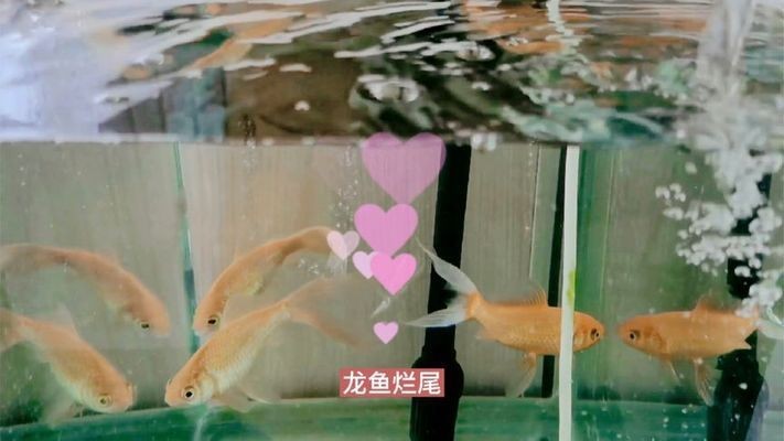 龍魚尾巴有小洞vs祥龍魚場：“龍魚尾巴有小洞”和“祥龍魚場”是兩個不同的主題