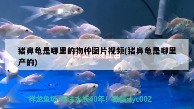 豬鼻龜是哪里的物種圖片視頻(豬鼻龜是哪里產的)