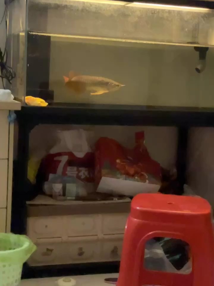開始培養(yǎng) 開始培養(yǎng) 龍魚論壇