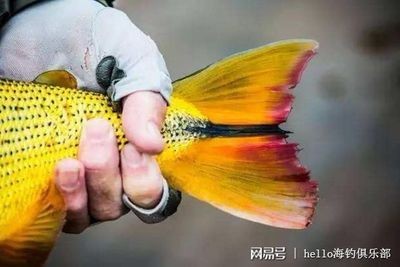 虎魚一天喂幾頓最好：根據搜索結果得出的虎魚喂食次數最佳實踐，虎魚一天喂幾頓最好