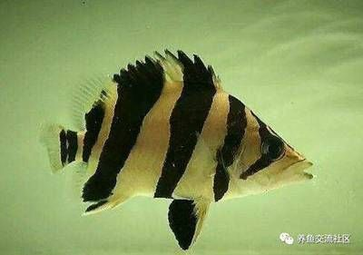 泰虎和印尼虎的價格區別：泰虎和印尼虎的價格存在顯著差異