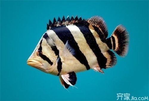 印度虎魚怎么養(yǎng)活最好：關(guān)于印尼虎魚的飼養(yǎng)方法和注意事項(xiàng)