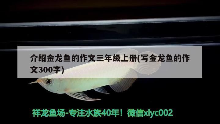 介紹金龍魚的作文三年級上冊(寫金龍魚的作文300字)