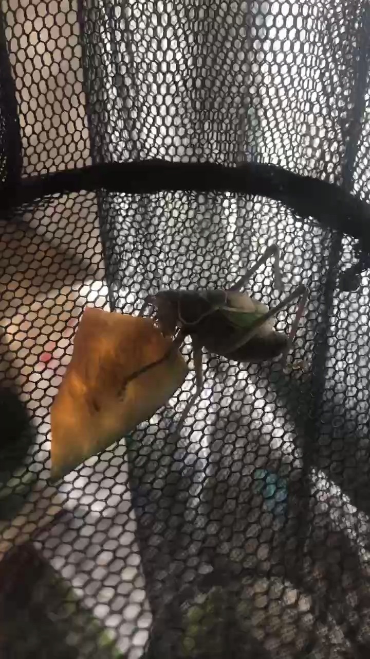 就是愛玩。
