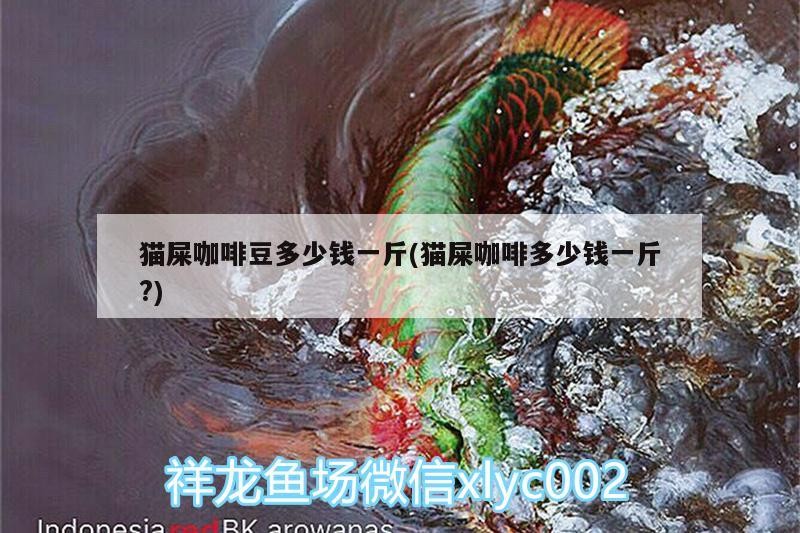 貓屎咖啡豆多少錢一斤(貓屎咖啡多少錢一斤?)