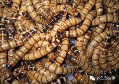 魟魚寄生蟲癥狀表現有哪些：魟魚寄生蟲感染的一些常見癥狀