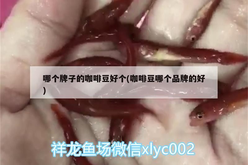 哪個牌子的咖啡豆好個(咖啡豆哪個品牌的好)