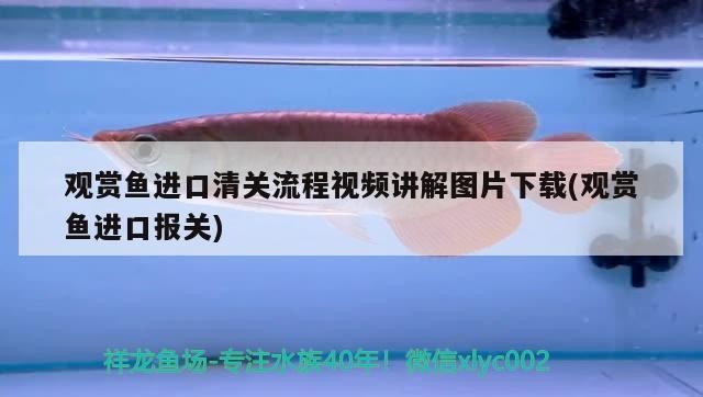 武漢市江岸區晶酷水族用品店