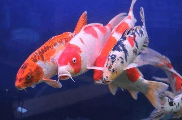 金龍魚運輸后適應期管理：金龍魚運輸后適應期的管理