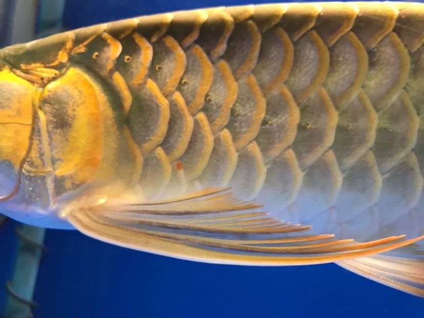 福州市倉山區西海之韻水族店 福州市倉山區西海之韻水族店 全國水族館企業名錄 第1張