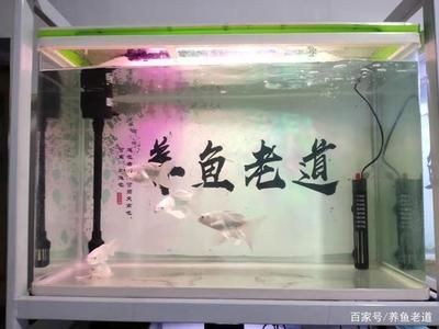 大金魚缸養什么魚好看（如何選擇金魚品種）