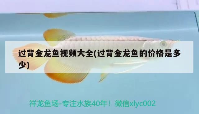 過背金龍魚視頻大全(過背金龍魚的價格是多少)