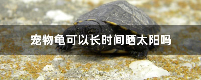 寵物龜可以長時間曬太陽嗎