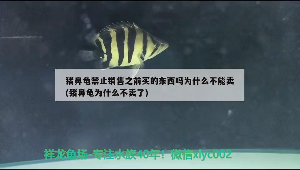 豬鼻龜禁止銷售之前買的東西嗎為什么不能賣(豬鼻龜為什么不賣了)