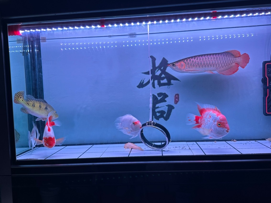 靜態