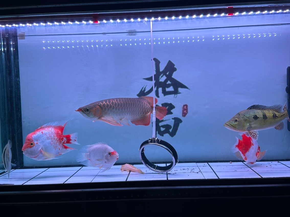 靜態