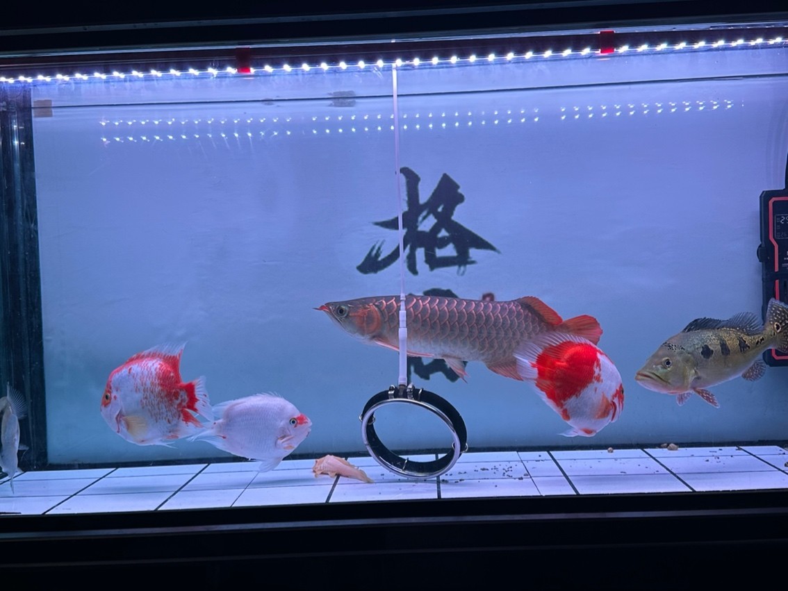 靜態
