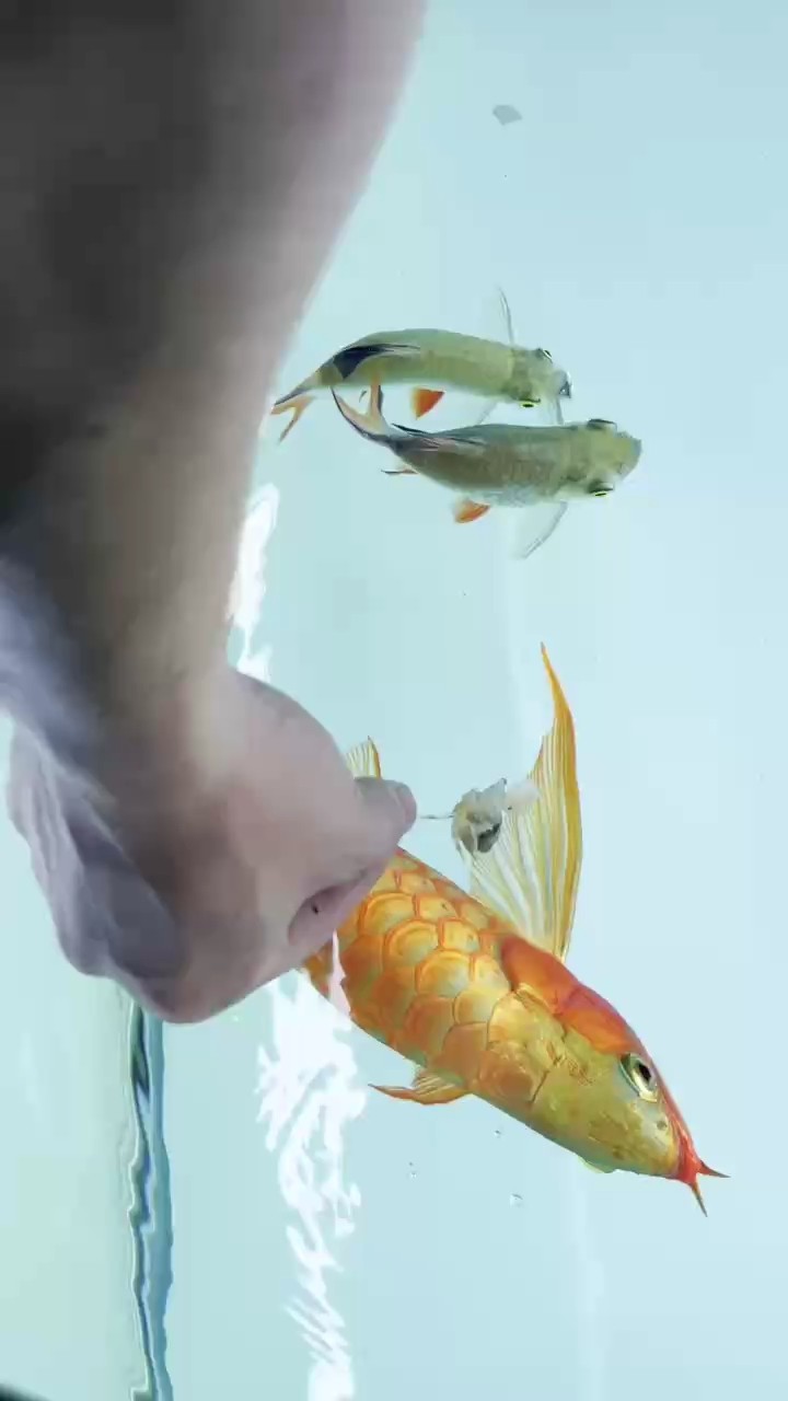 魚缸用增氧泵價格是多少:魚缸增氧機-xtrac增氧機-xtrac增氧機 訓習親人 龍魚論壇 訓習親人 訓習親人 龍魚論壇