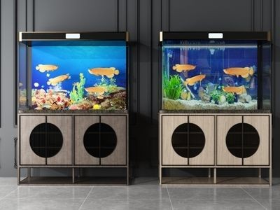 1.2米魚缸養銀龍魚：1.2米魚缸中養銀龍魚的建議