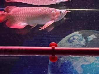 紅龍魚(yú)要用什么燈管養(yǎng)好：如何判斷紅龍魚(yú)專(zhuān)用燈管衰減