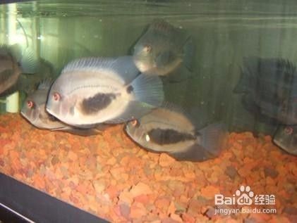黑云魚怎么養（黑云魚養殖需要注意什么，）