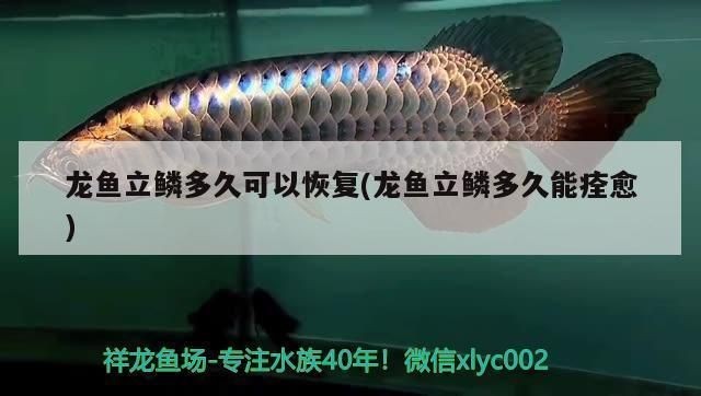 龍魚立鱗初期怎么治療好呢vs祥龍魚場：祥龍魚場的龍魚品種介紹