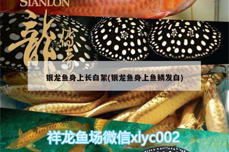 銀龍魚身上長白絮(銀龍魚身上魚鱗發白)