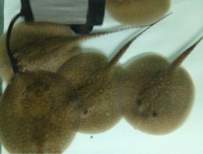 魟魚繁殖過程圖解說明：\"魟魚繁殖過程圖解說明