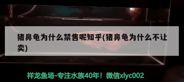 豬鼻龜為什么禁售呢知乎(豬鼻龜為什么不讓賣)