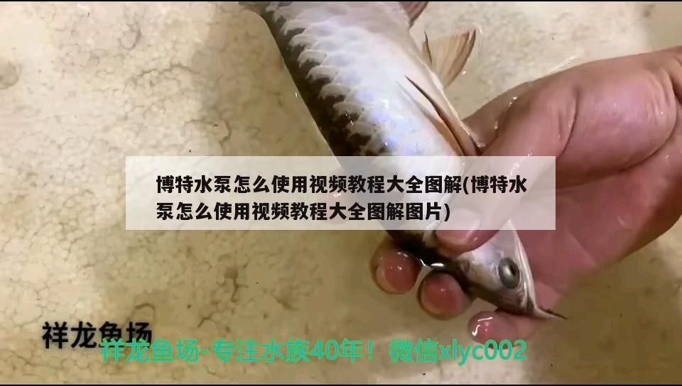 博特水泵怎么使用視頻教程大全圖解(博特水泵怎么使用視頻教程大全圖解圖片)
