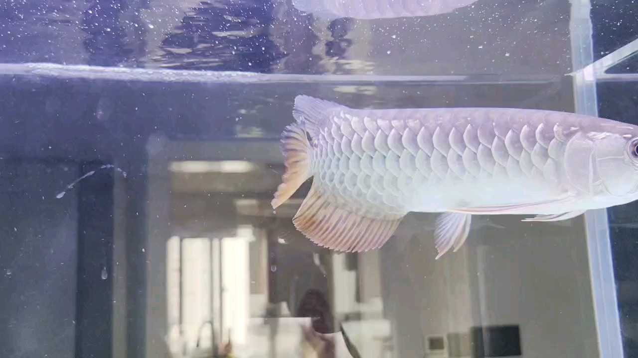 養龍魚一年了,突然覺得缸有點小了，懂行的老板看看龍魚眼睛是不是有點問題。