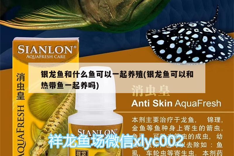 銀龍魚和什么魚可以一起養殖(銀龍魚可以和熱帶魚一起養嗎)