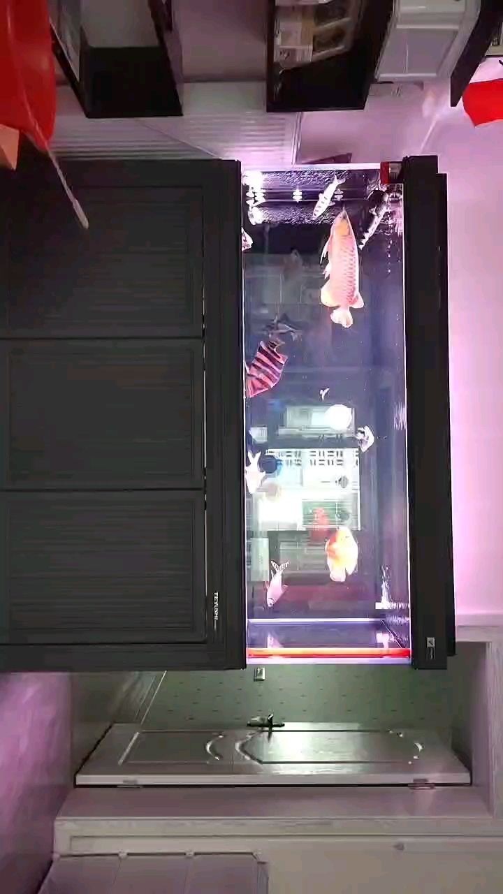 龍沙區珈翊棠觀賞魚店