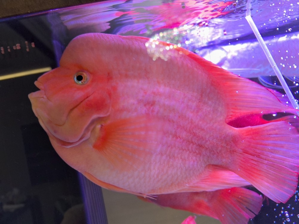 霸氣大鸚鵡 可愛小鸚鵡