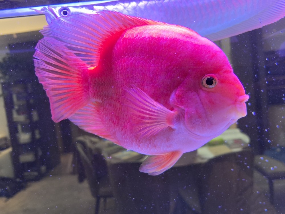 霸氣大鸚鵡 可愛小鸚鵡 龍魚論壇 第2張 霸氣大鸚鵡 可愛小鸚鵡 霸氣大鸚鵡 可愛小鸚鵡 龍魚論壇 第2張