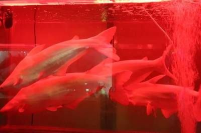 貴港水族館vs祥龍魚場（探討貴港水族館與祥龍魚場的差異之前）