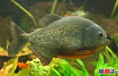 印度虎魚好養(yǎng)嗎怎么養(yǎng)的：印度虎魚好養(yǎng)嗎怎么養(yǎng)