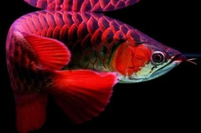 有哪些飼料可以促進金龍魚爬背，金龍魚爬背期喂養計劃